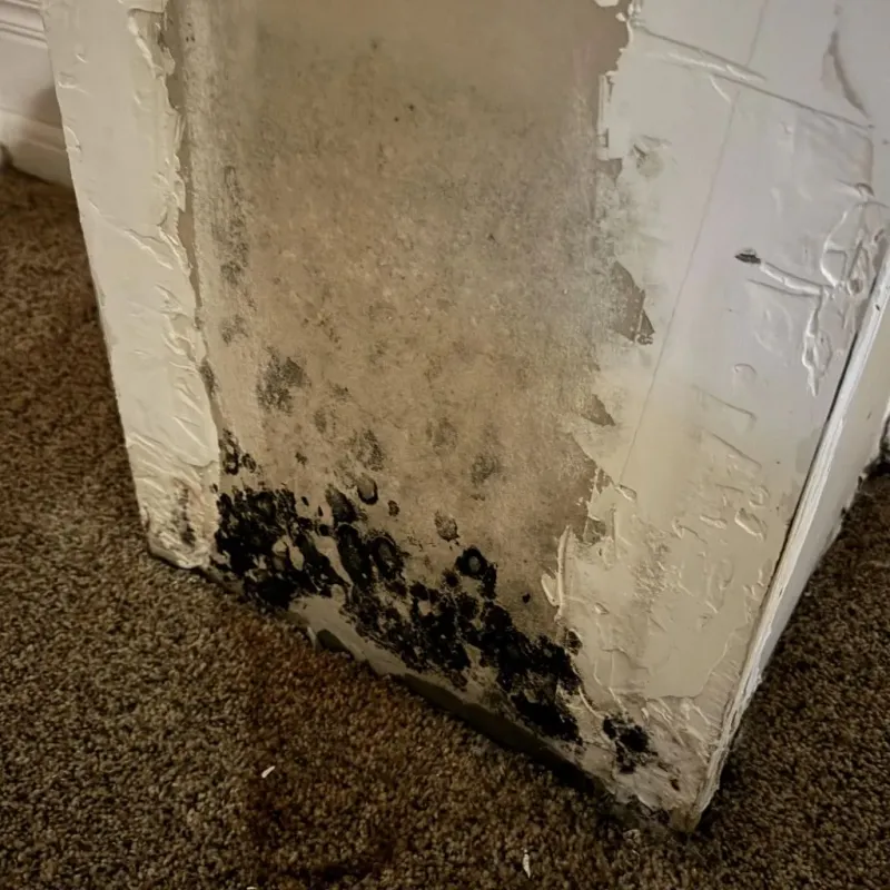 Professional Mold Removal in Greensburg, IN
